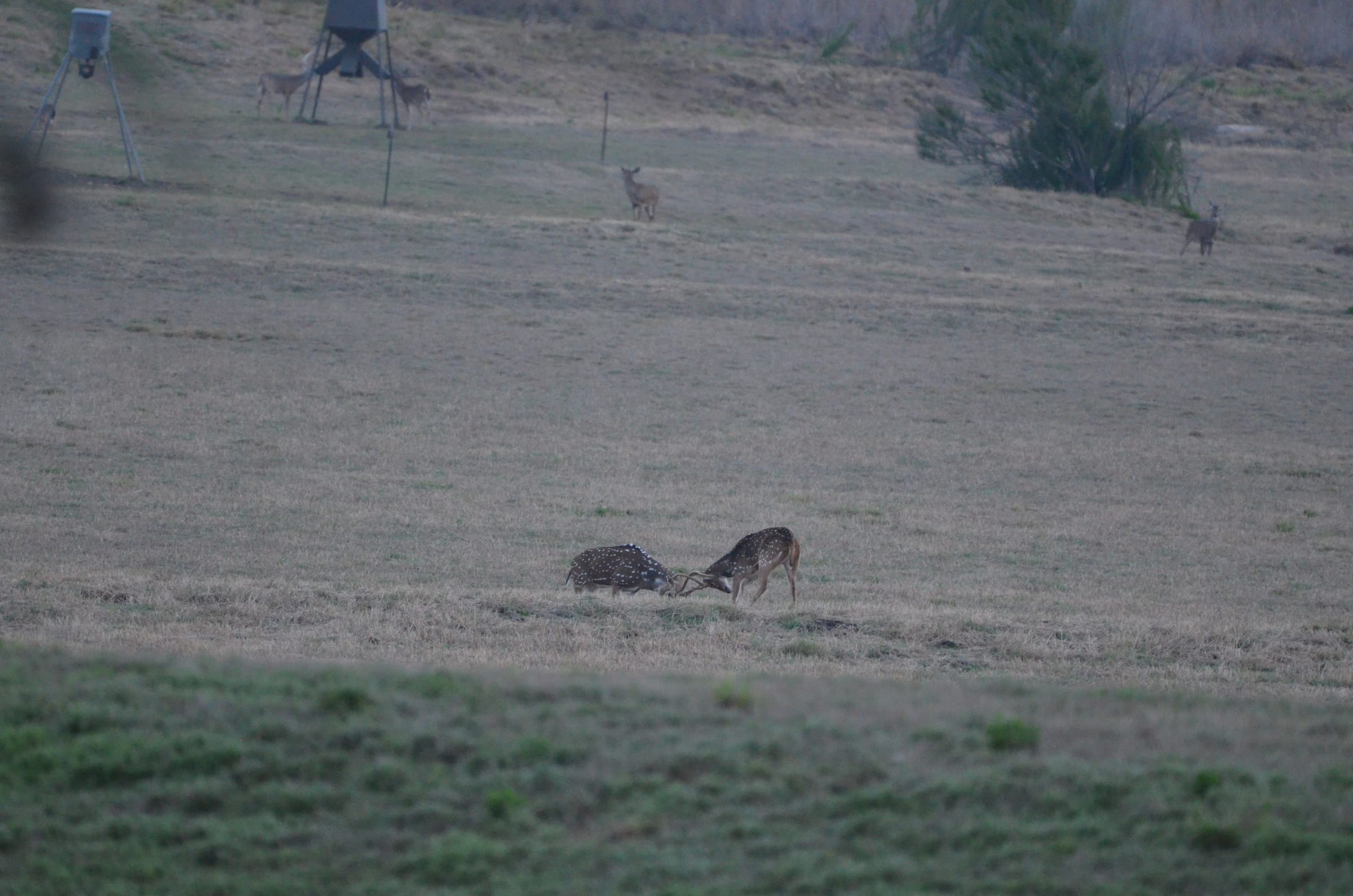 6:00 AM · the senderos come alive