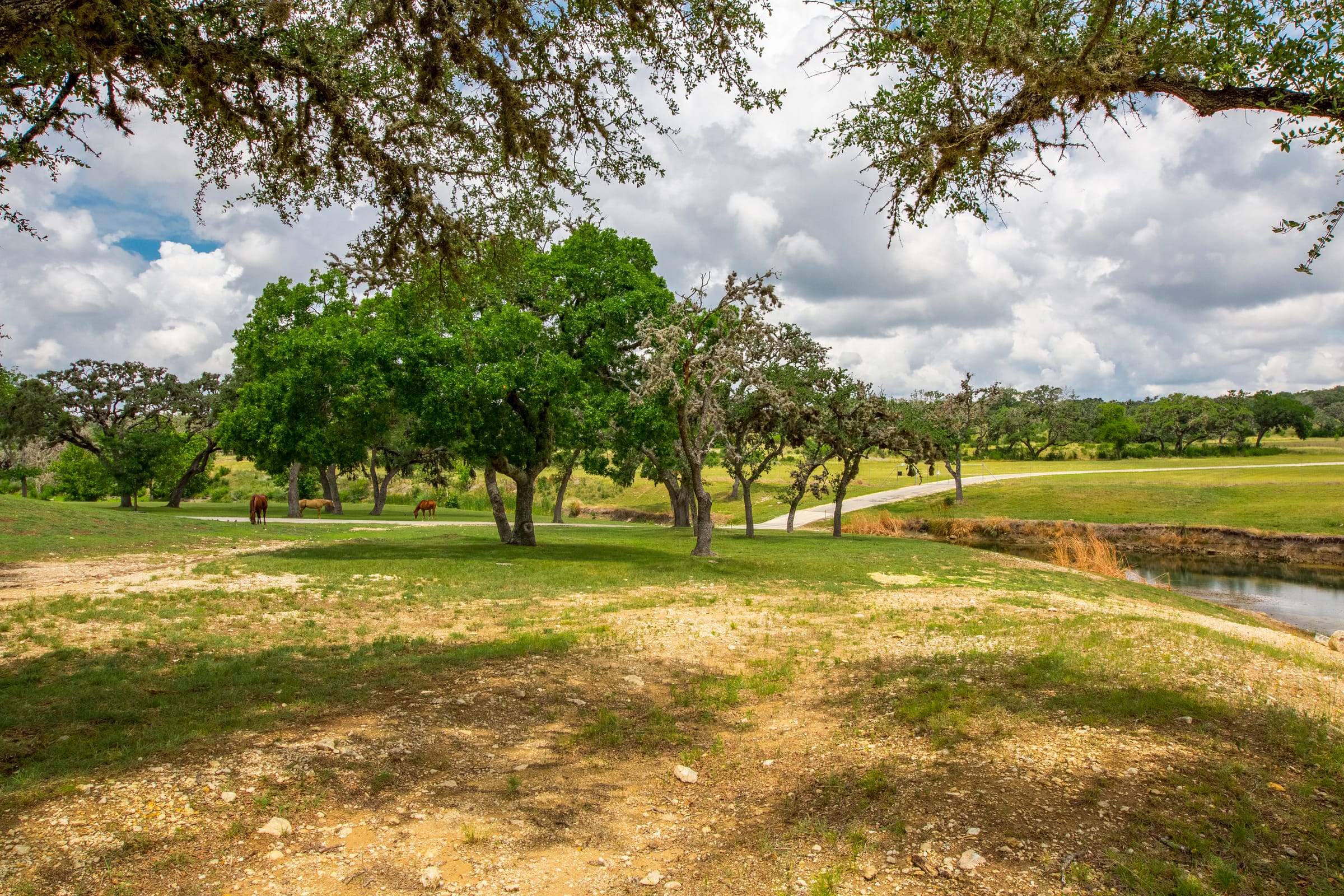 The senderos · live oaks above the creek