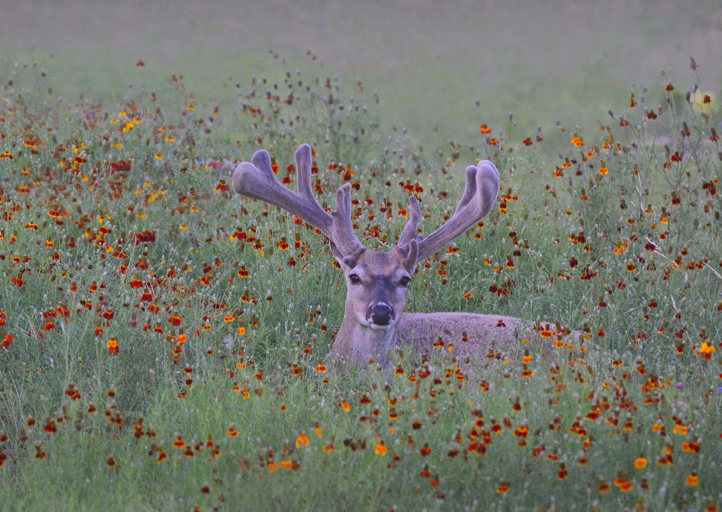 Whitetail Deer