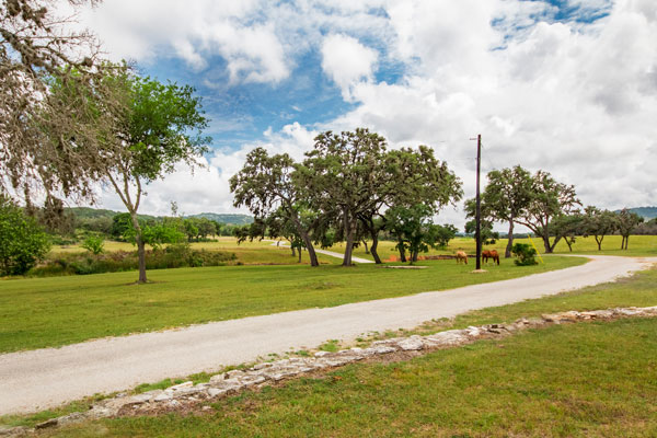 Horses Graze at Rancho Madrono, Pipe Creek, Texas