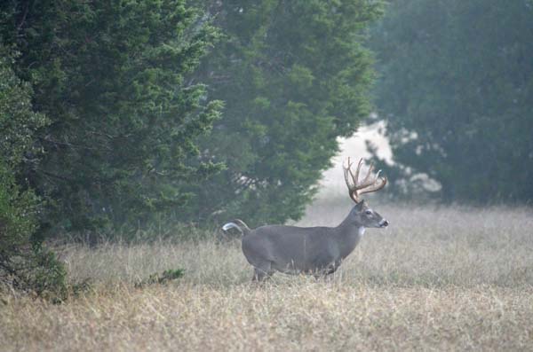 Alert Whitetail Buck on Hunting Ranch in Texas