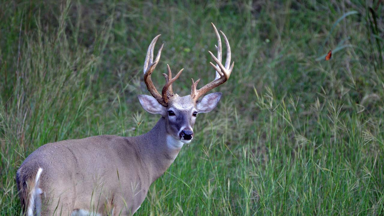 Big Buck at Whitetail Deer Hunting Ranch in Texas