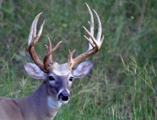Save on Whitetail Deer Hunts