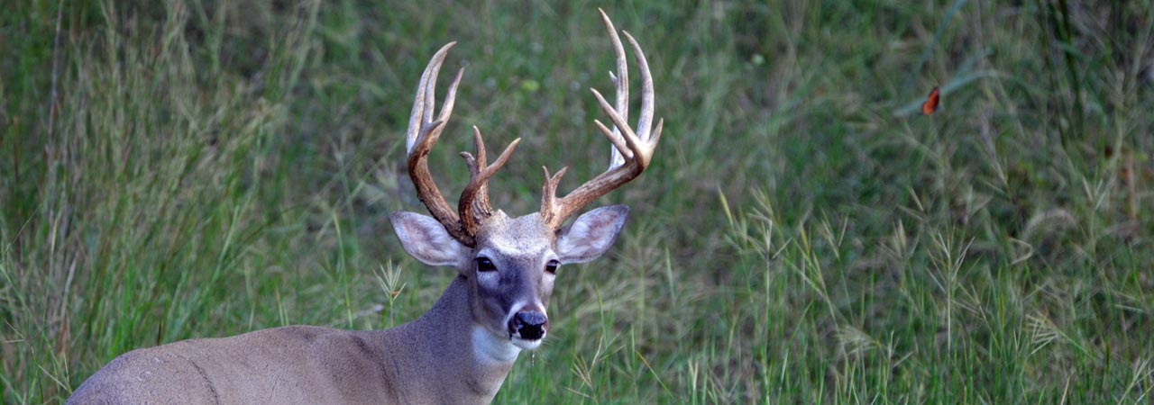 Big-Buck-at-Whitetail-Deer-Hunting-Ranch