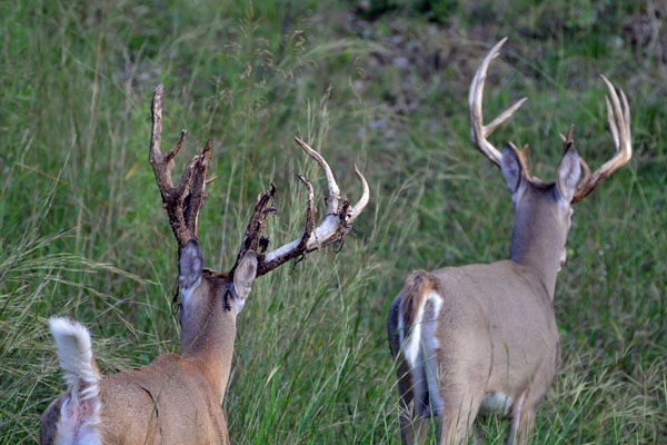 Bucks with Velvet Hanging at Deer Hunting Ranch in Texas