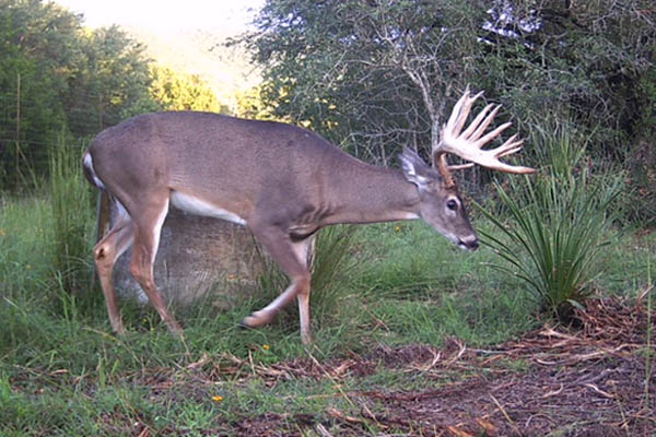 Whitetail Buck Hunts at Rancho Madroño in the Texas Hill Country