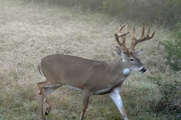 Misty Morning Whitetail Buck in Texas