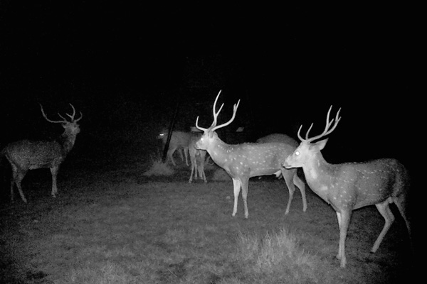 Night Game Cam see Axis Deer and a Whitetail Buck