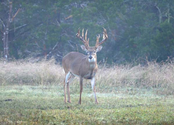 Standing Whitetail Buck with Large Antlers