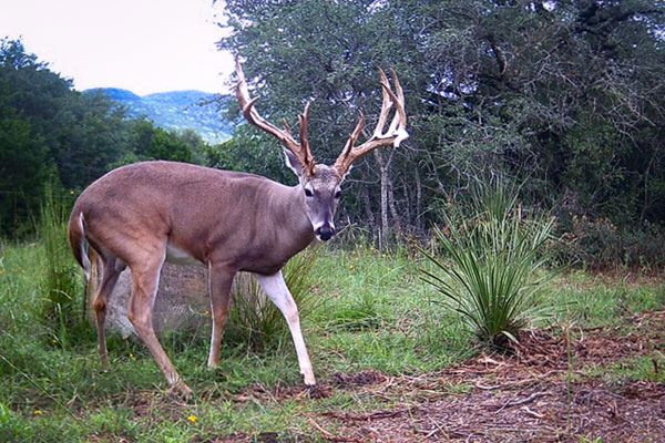 Trophy Whitetail Buck at Texas Hunting Ranch Near San Antonio