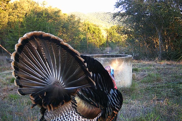 Turkey at the Old Well at the Texas Hill Country Hunting Ranch, Rancho Madrono