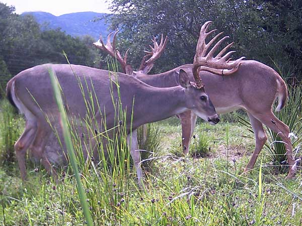 Two Trophy Whitetail Bucks at Hunting Ranch in Texas