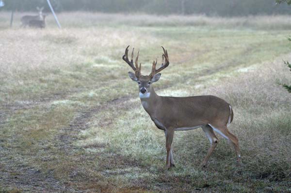 Whitetail Buck with smaller deer near feeder at hunting ranch in Texas