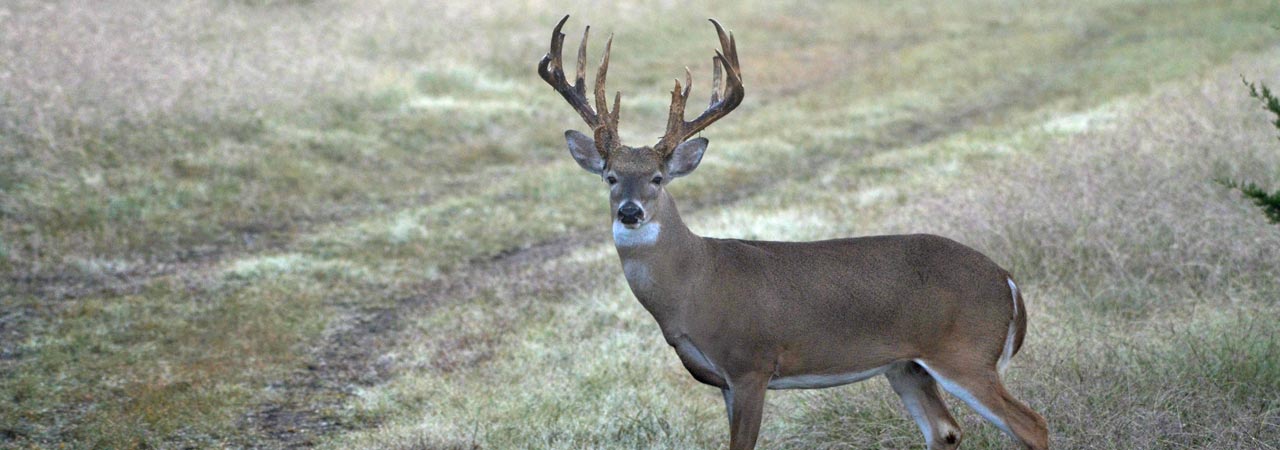 Whitetail-Deer-with-Large-Antlers-at-Trophy-Hunting-Ranch