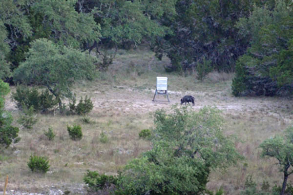 Hog near feeder at Rancho Madrono