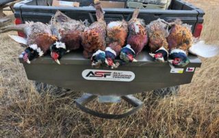 Successful Pheasant Hunt at Rancho Madrono in Texas Hill Country