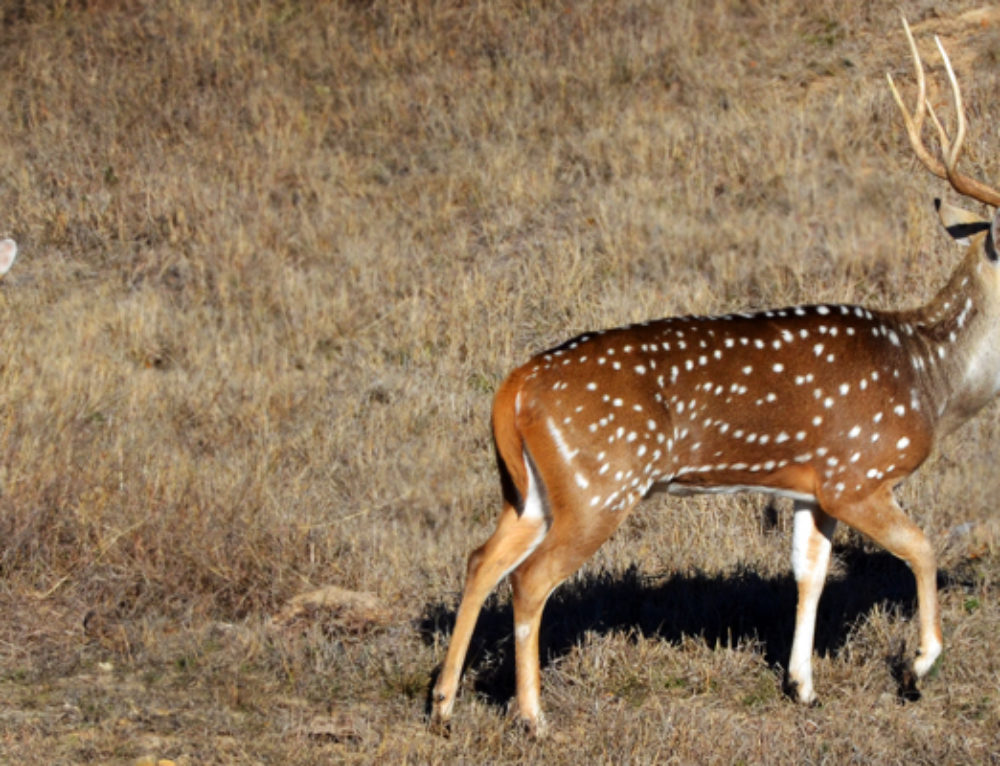 Axis Meat Best Tasting Venison Rancho Madrono