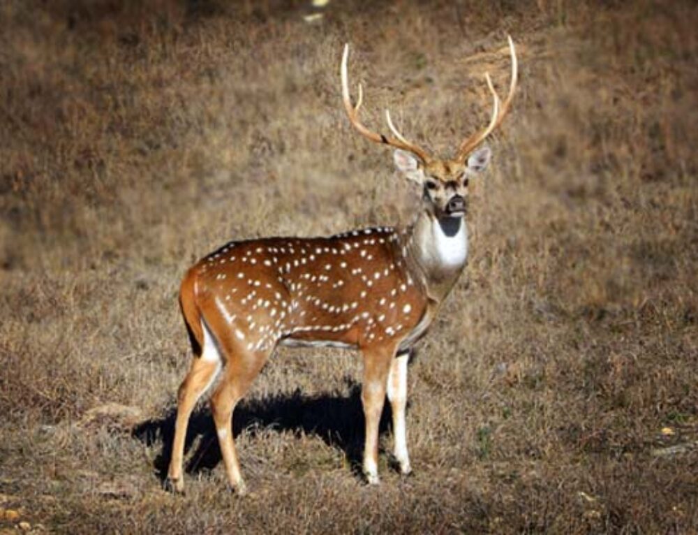 Axis Deer in Texas Hill Country Rancho Madrono