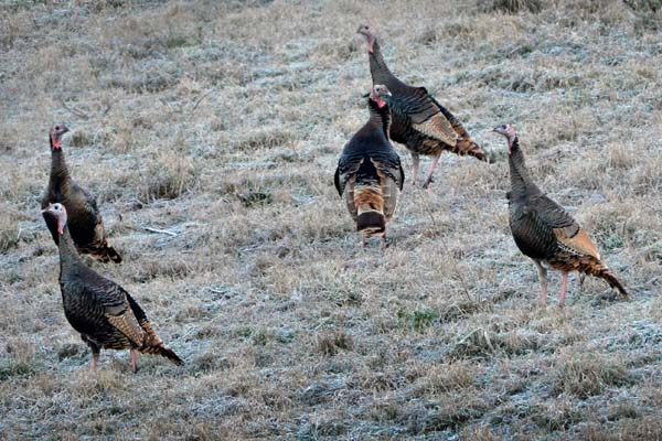 Turkeys at Rancho Madrono a Hunting Ranch in Texas