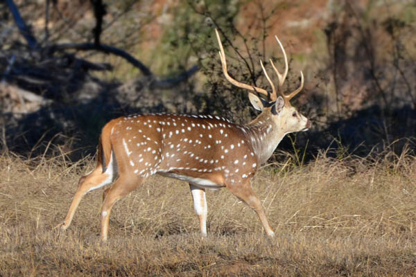 Axis Deer Hunting Ranch in Texas