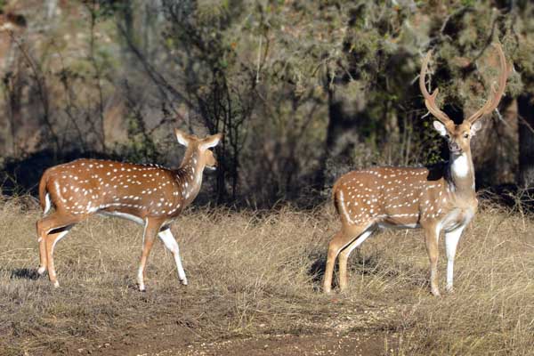 Texas Axis Deer Hunts