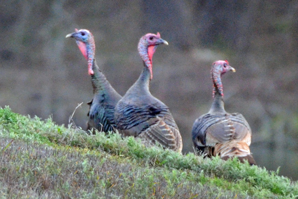 Spring Turkey Hunts for Rio Grande Turkeys in Hill Country