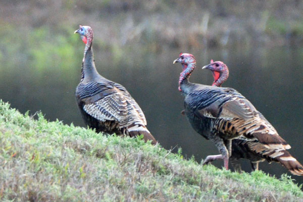 Turkey Hunting in Texas Hill Country Season is Open