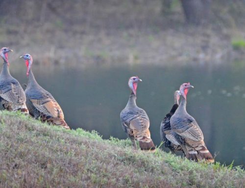 Texas Turkey Hunting Season
