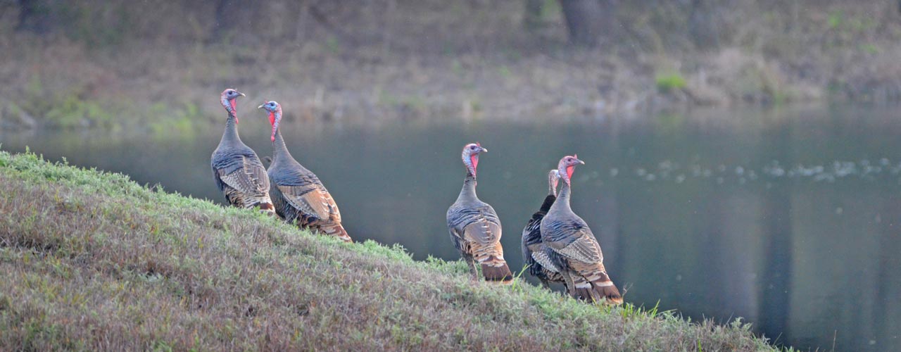 Turkey-hunting-season-at-rancho-madrono