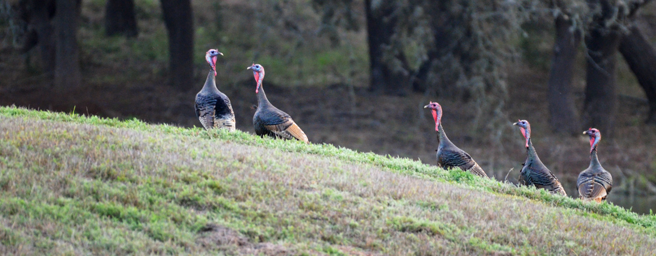 Wild Turkey Hunts for Rio Grande Turkeys in Texas