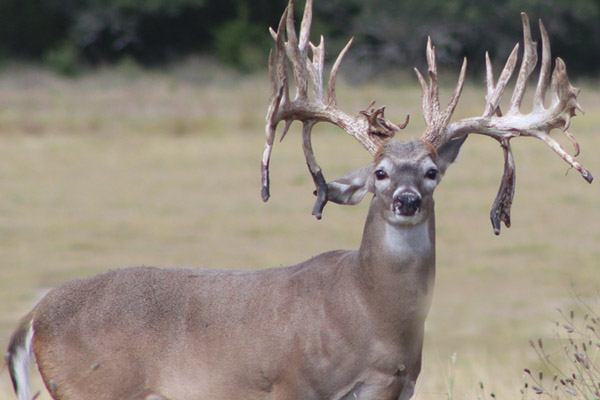 Texas Deer Hunting Ranch, Rancho Madrono