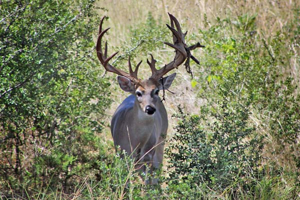 Whitetail Deer Hunts at Rancho Madrono in the Texas Hill Country