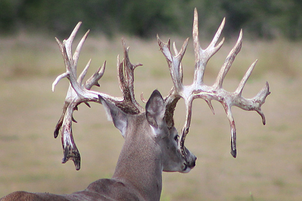 Massive antlers on a Texas whitetail buck