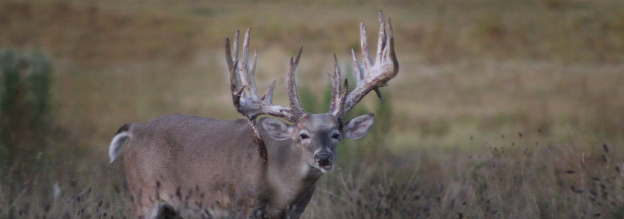 Texas Hunting Trip for Whitetails
