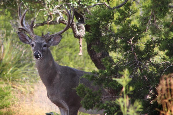 Trophy Whitetail Buck Hunts in Texas