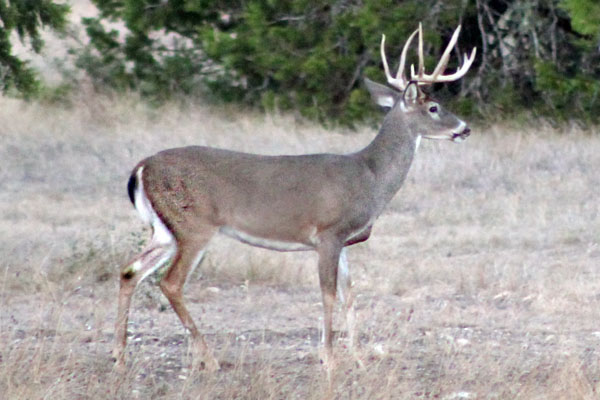 Book a Whitetail Buck Hunt in Texas