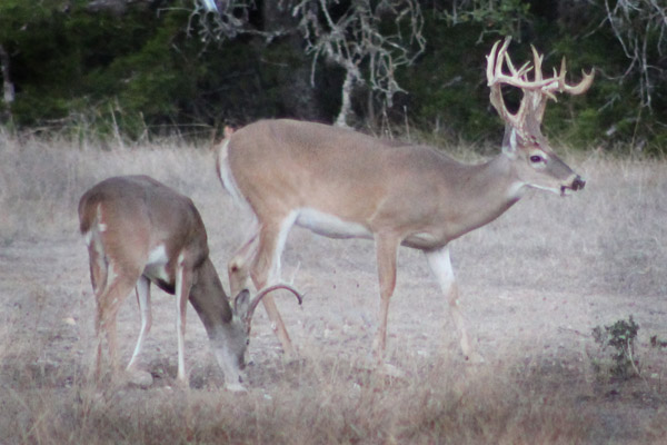 Whitetail bucks grazing in a Texas Hill Country meadow