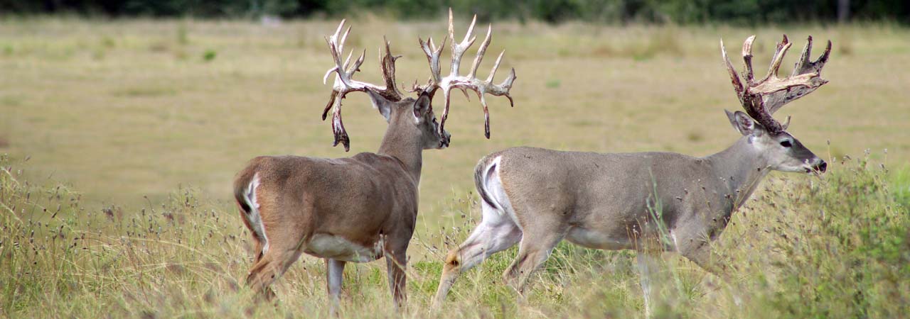 Drop Tine Bucks at Texas Hunting Ranch