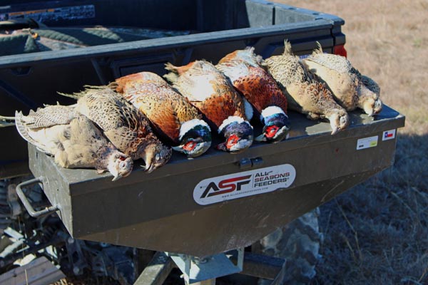 Corporate Hunting Retreat For Pheasant Hunts Near San Antonio Texas