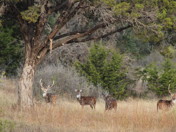 Axis Buck in Velvet at Texas Hunting Ranch Rancho Madrono