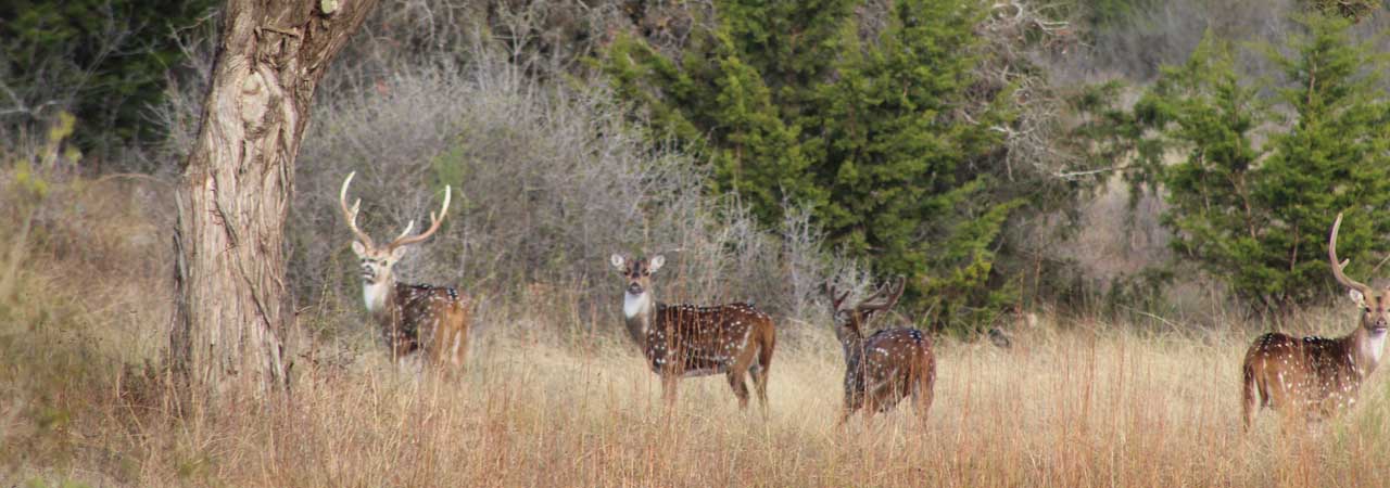 Axis Deer at Rancho Madrono, A Texas Hunting Ranch Near San Antonio