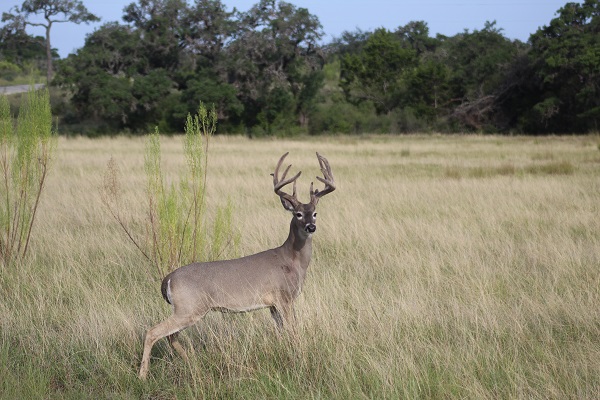 Majestic Whitetail Buck at a Texas Hunting Ranch