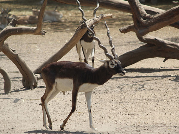Hunt Blackbuck and exotics in Texas Hill Country