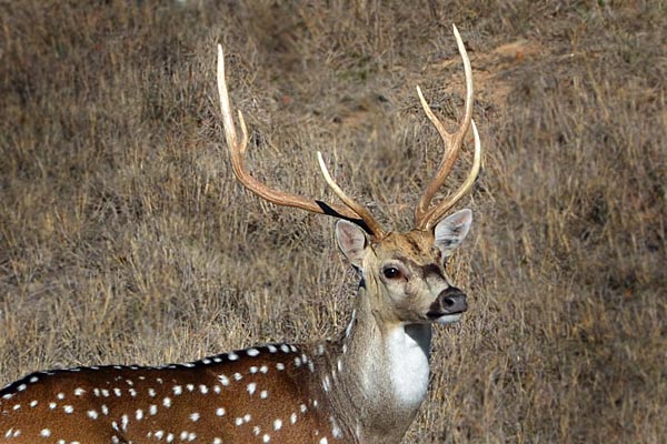Axis Buck in Velvet at Texas Hunting Ranch Rancho Madrono