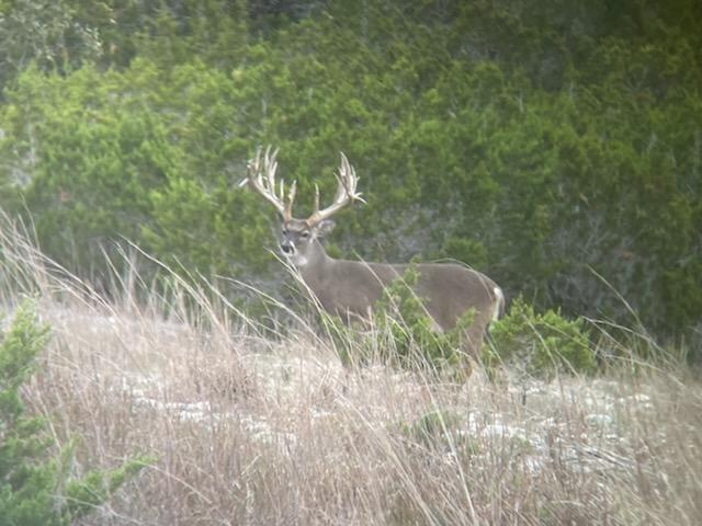 Trophy Texas Whitetail Deer