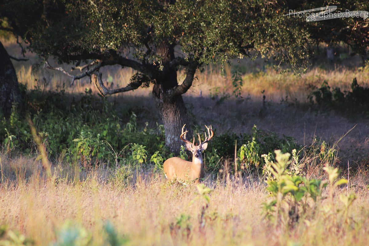 Trophy Texas Whitetail Deer