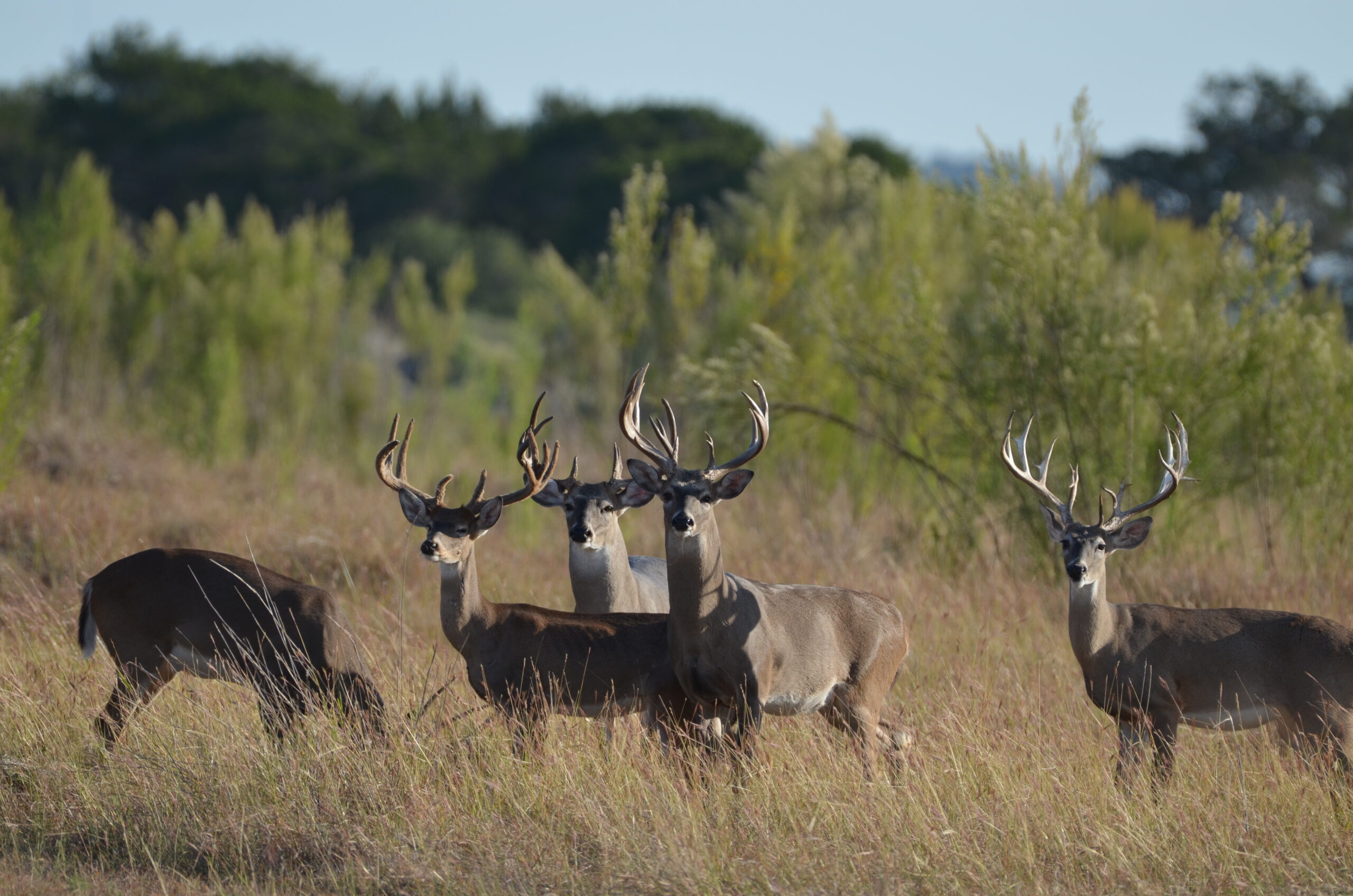 Texas Hill Country Whitetail Deer Hunts