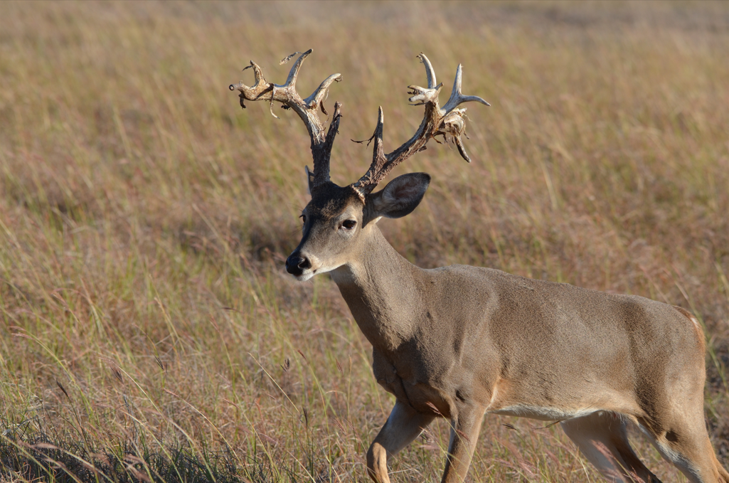 Trophy Whitetail Buck Hunts in Texas, Deer Hunting in Hill Country