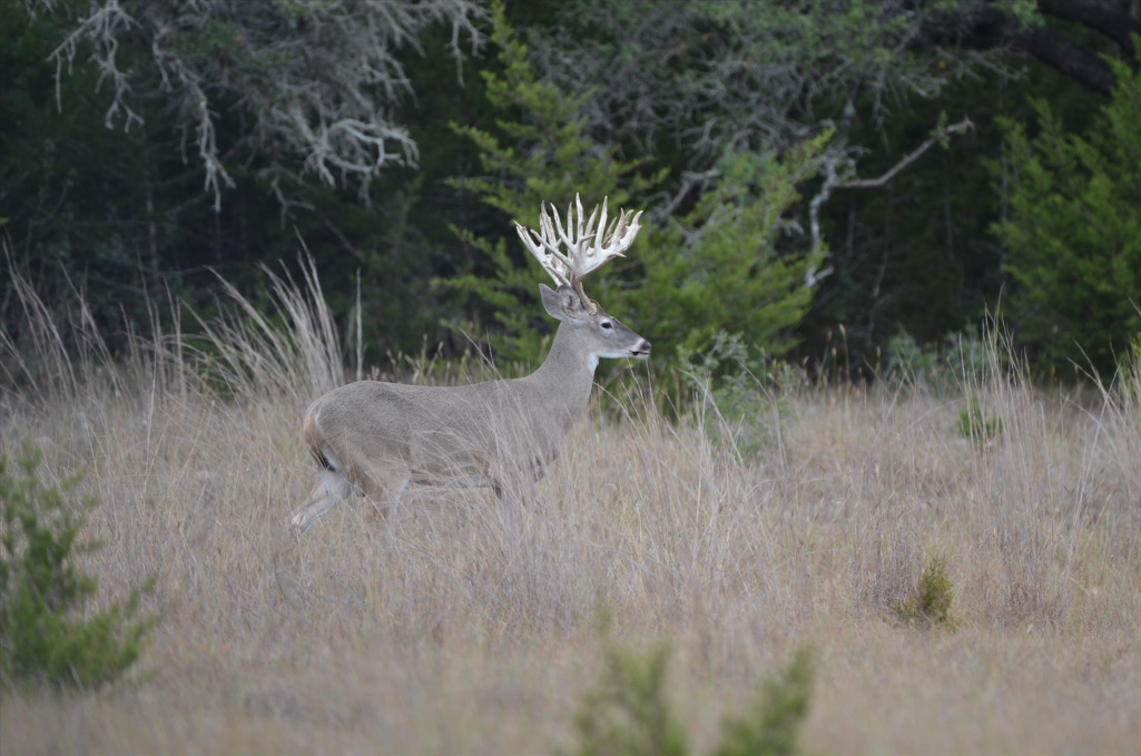About Rancho Madrono, Lodging and Hunting Ranch in Pipe Creek Texas