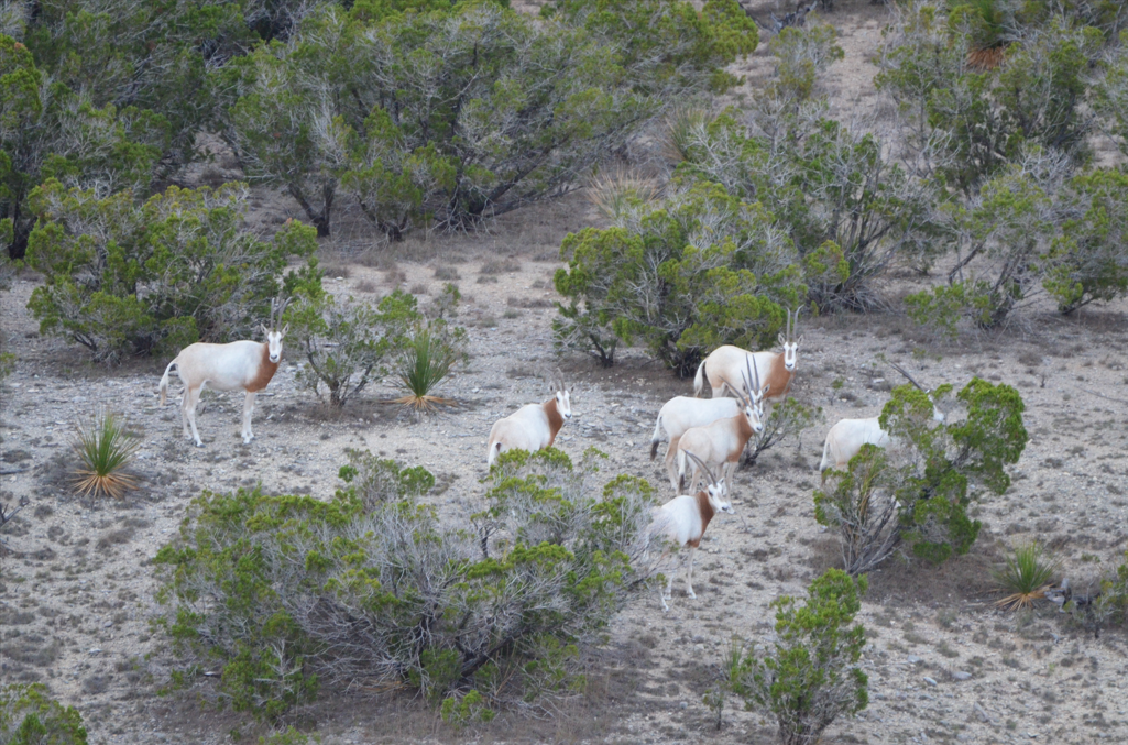 Scimitar Horned Oryx Hunts in Texas, Exotic Hunting in Hill Country